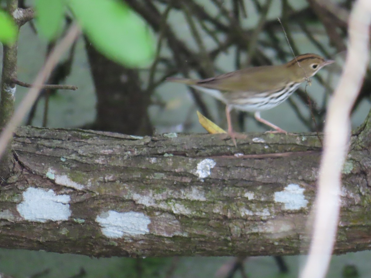 Ovenbird - ML612647564