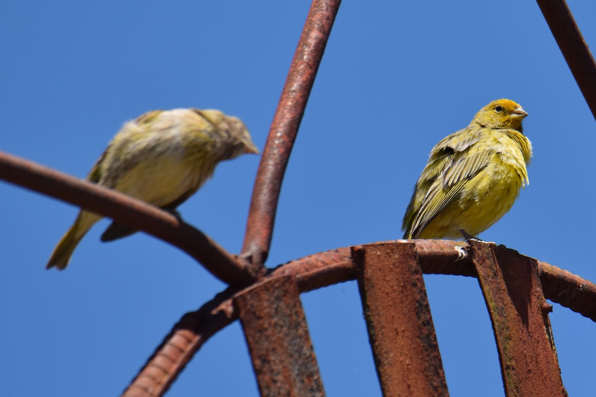 Saffron Finch - ML612647570