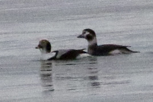 Long-tailed Duck - ML612647584