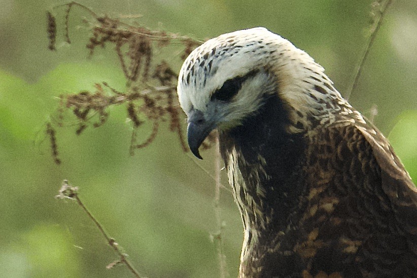 Black-collared Hawk - ML612647636