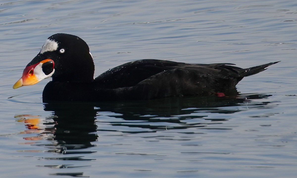 Surf Scoter - ML612647695