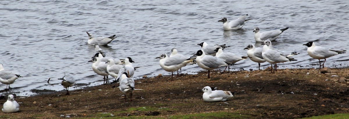 Andean Gull - ML612647699