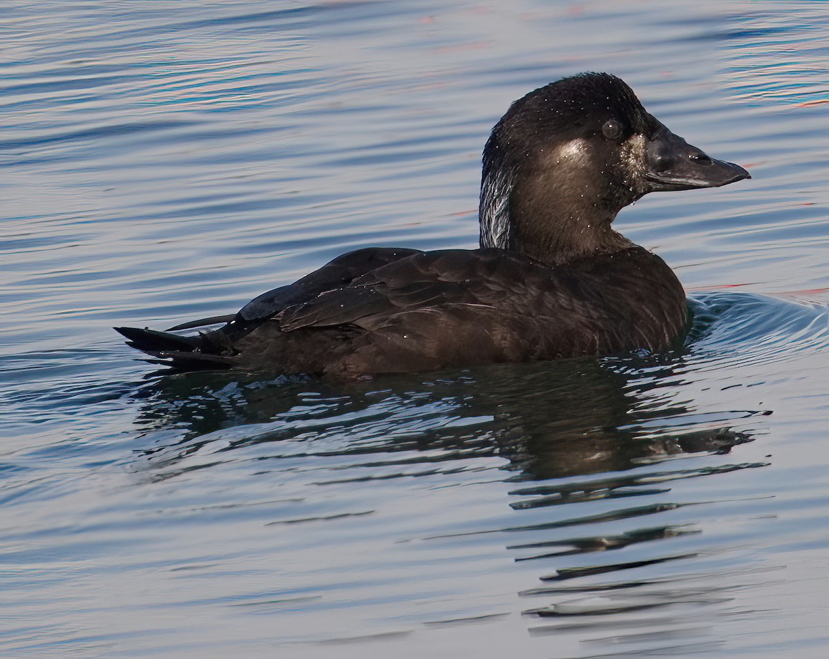 Surf Scoter - ML612647703