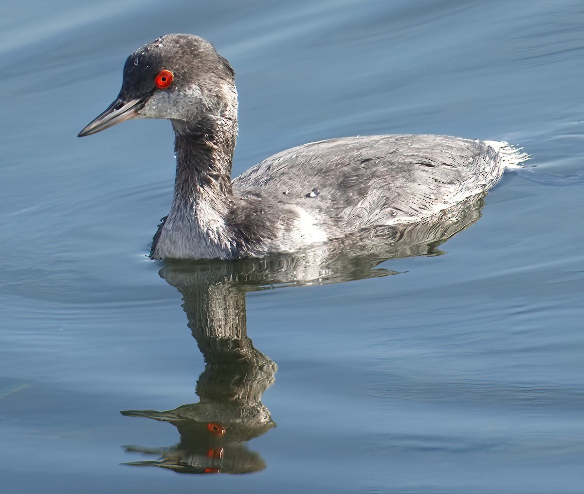 Eared Grebe - ML612647706