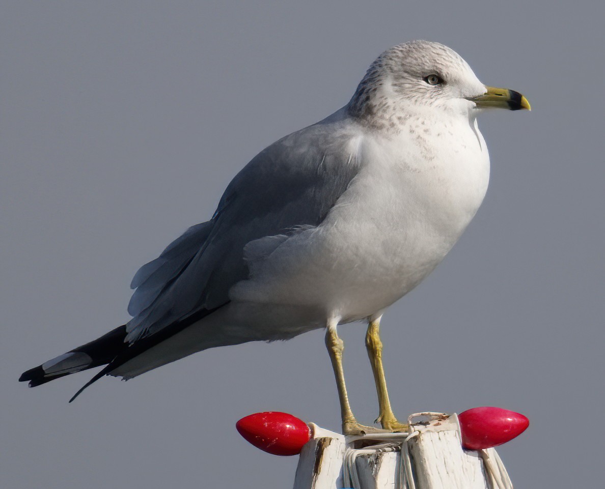 Ring-billed Gull - DAB DAB