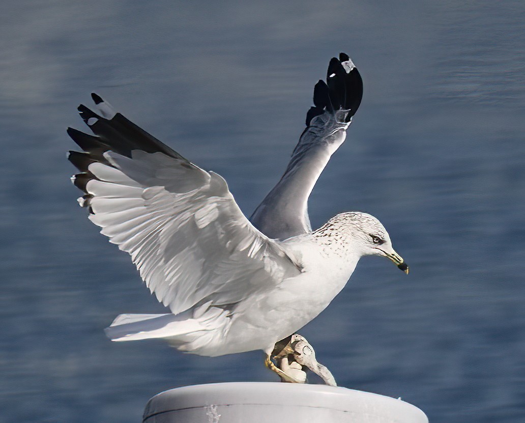 Ring-billed Gull - DAB DAB