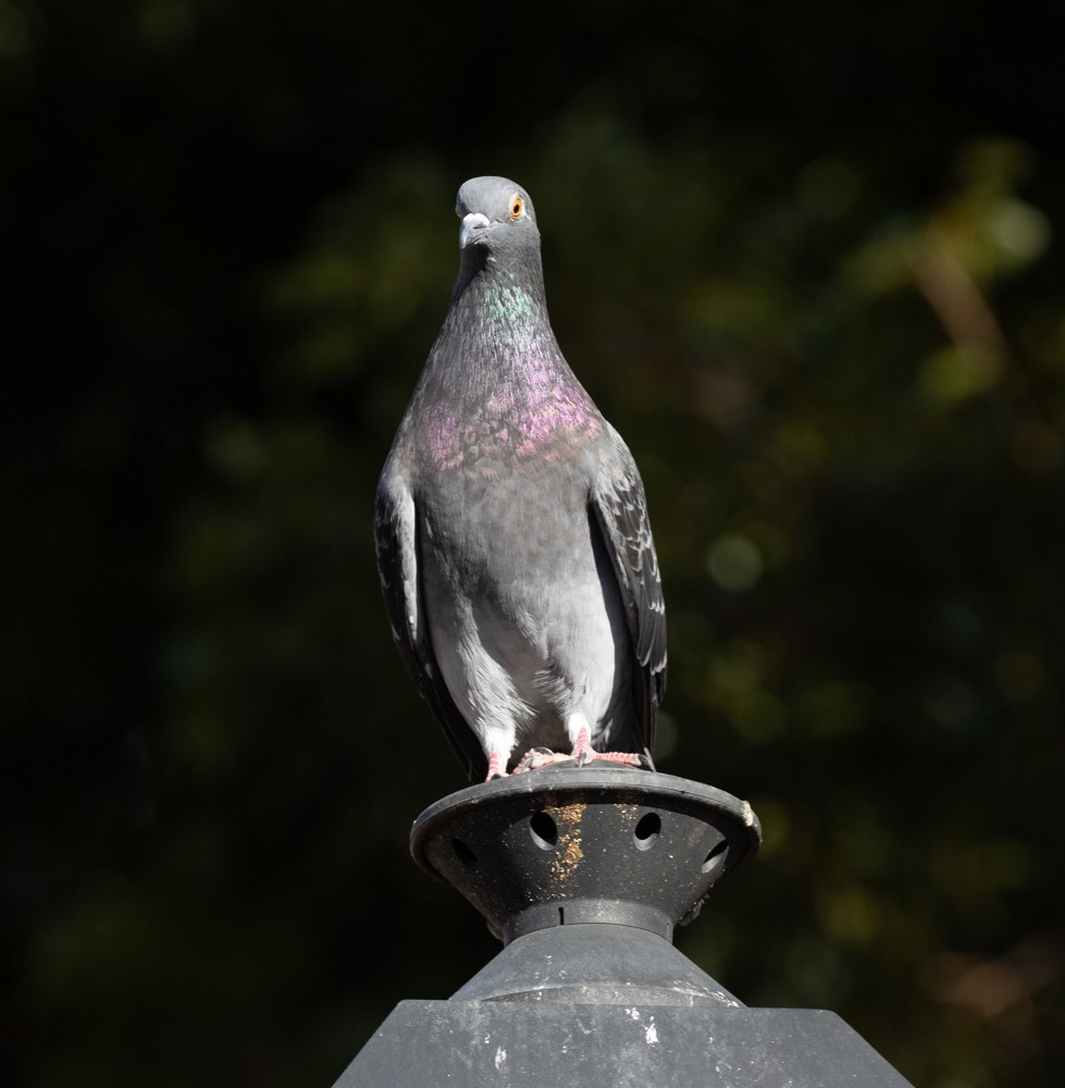 Rock Pigeon (Feral Pigeon) - ML612647721