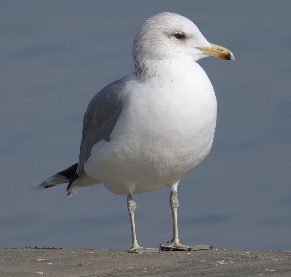 California Gull - DAB DAB