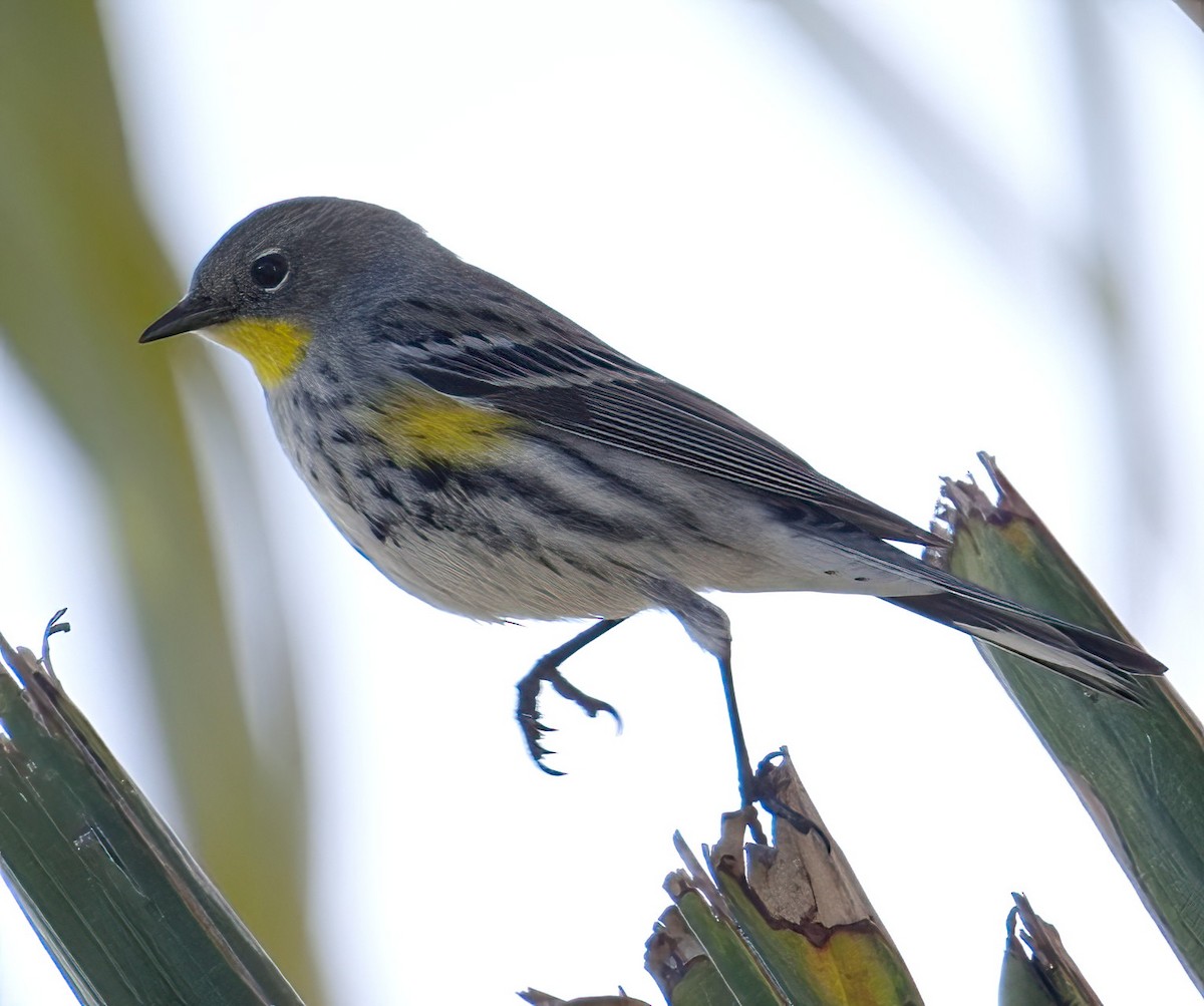 Yellow-rumped Warbler - ML612647745