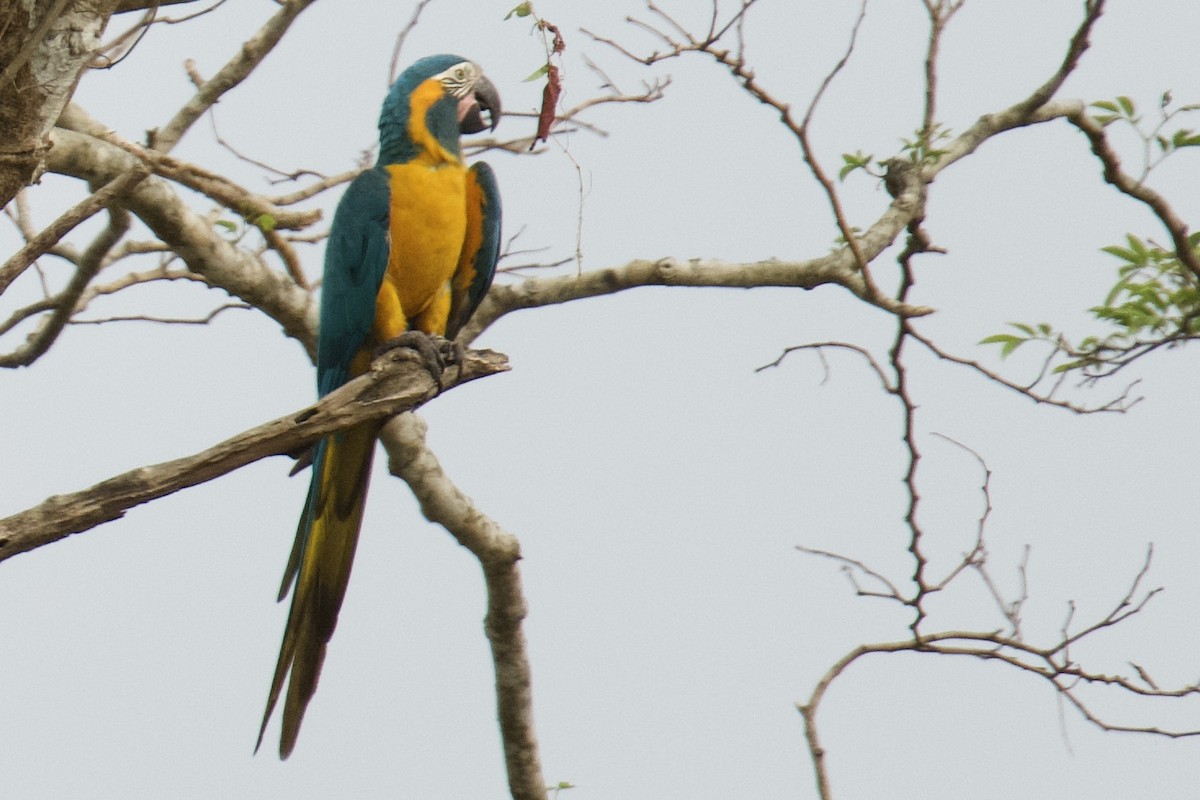 Guacamayo Barbiazul - ML612647765