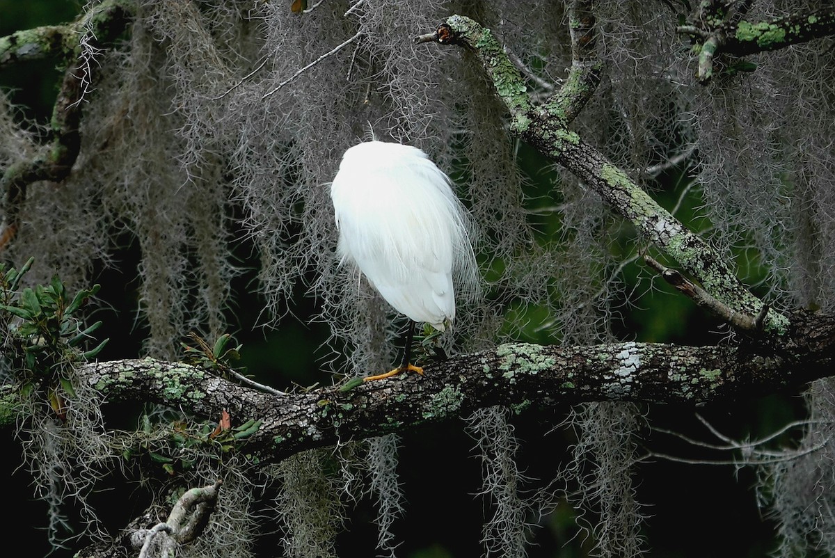 Aigrette neigeuse - ML612647789