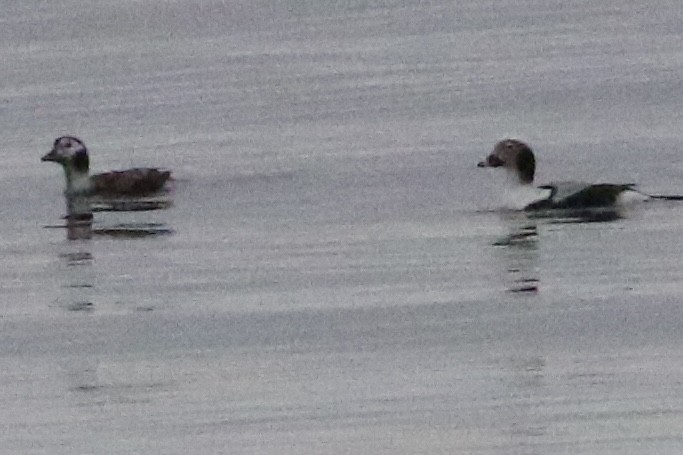 Long-tailed Duck - ML612647846