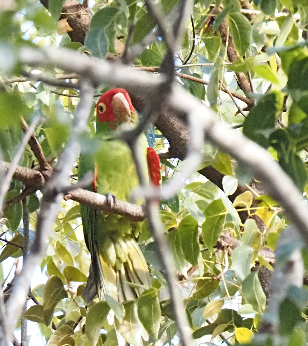 Mitred/Red-masked Parakeet - ML612647881