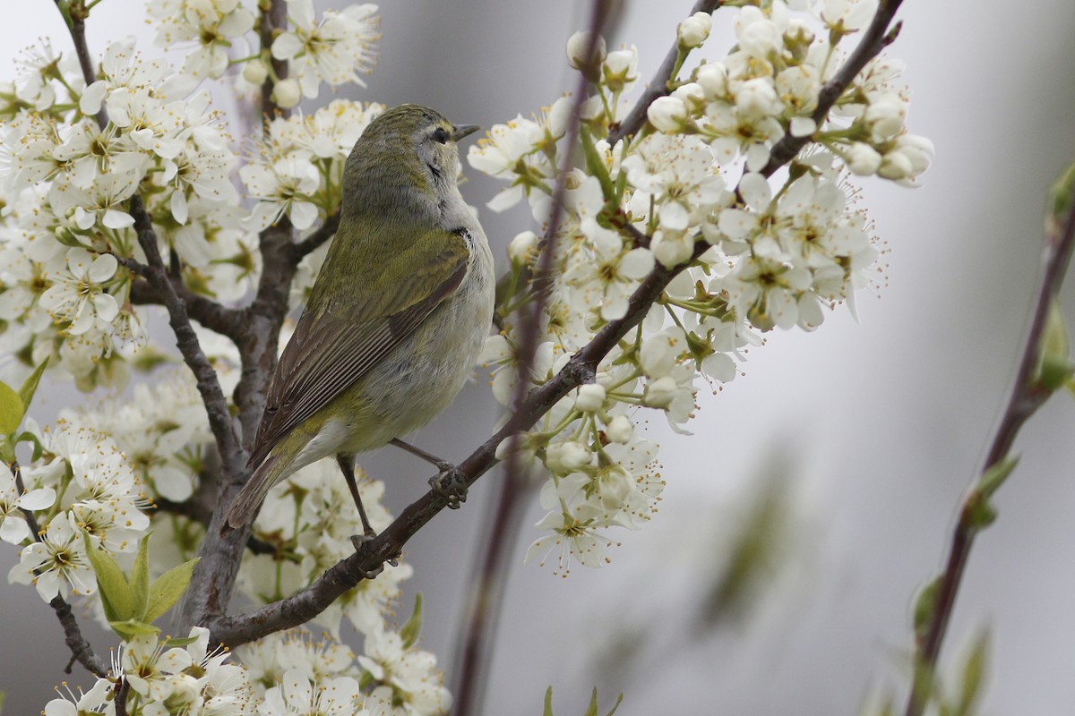 Tennessee Warbler - Ted Keyel