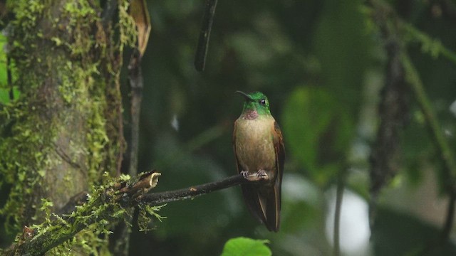 Fawn-breasted Brilliant - ML612647920