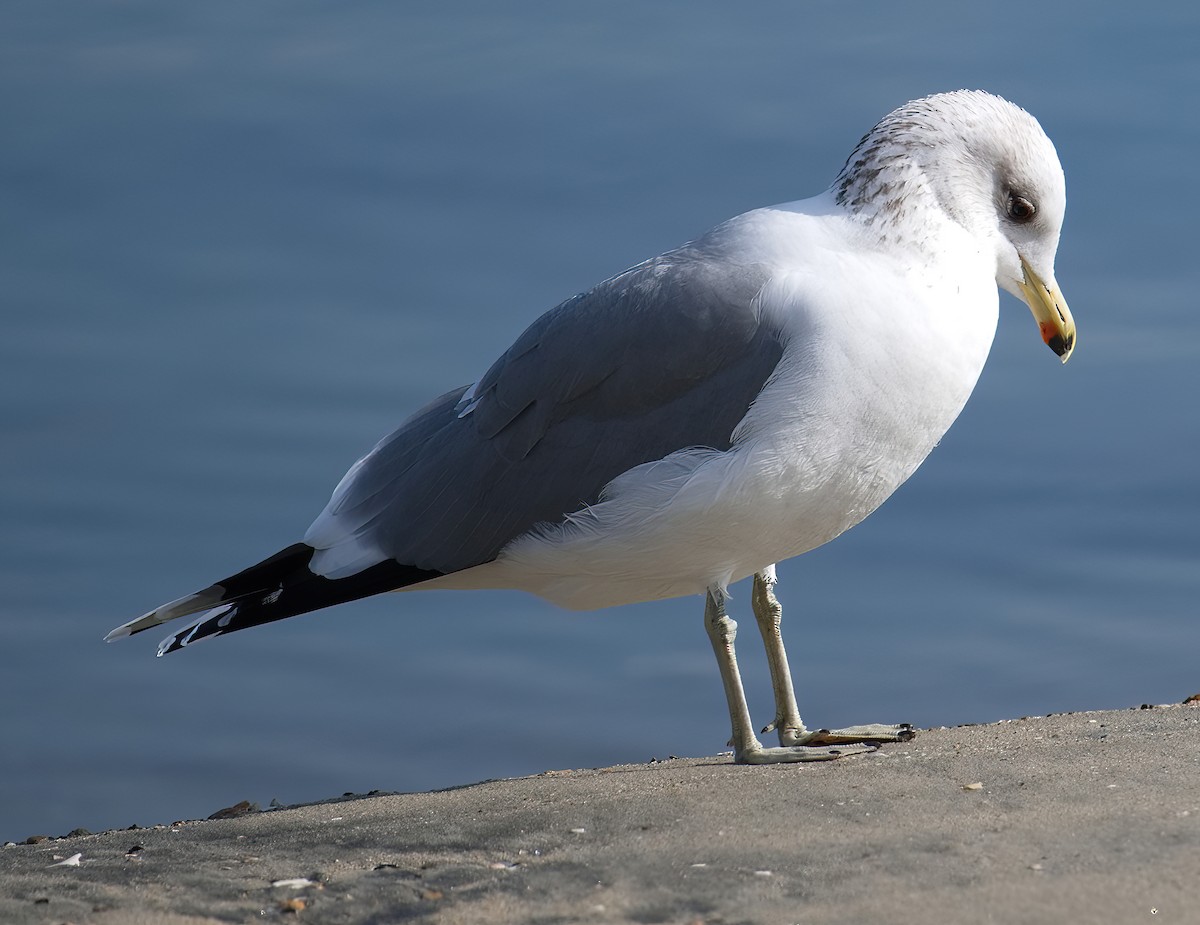 Gaviota Californiana - ML612647922