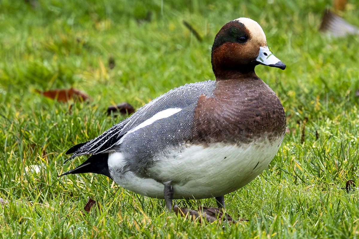 Eurasian Wigeon - ML612647925