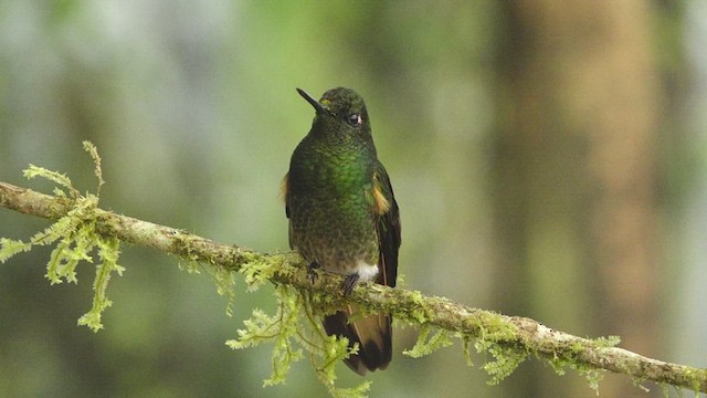 Buff-tailed Coronet - ML612647956