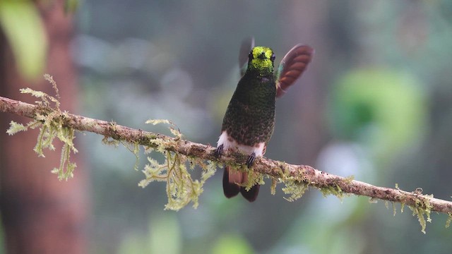 Buff-tailed Coronet - ML612647957