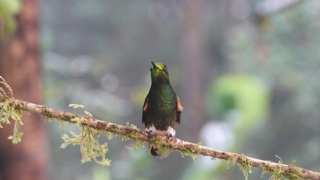 Buff-tailed Coronet - ML612647958