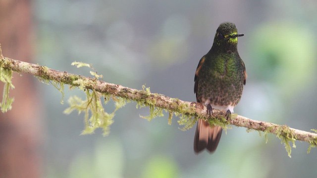 Colibrí Colihabano - ML612647959