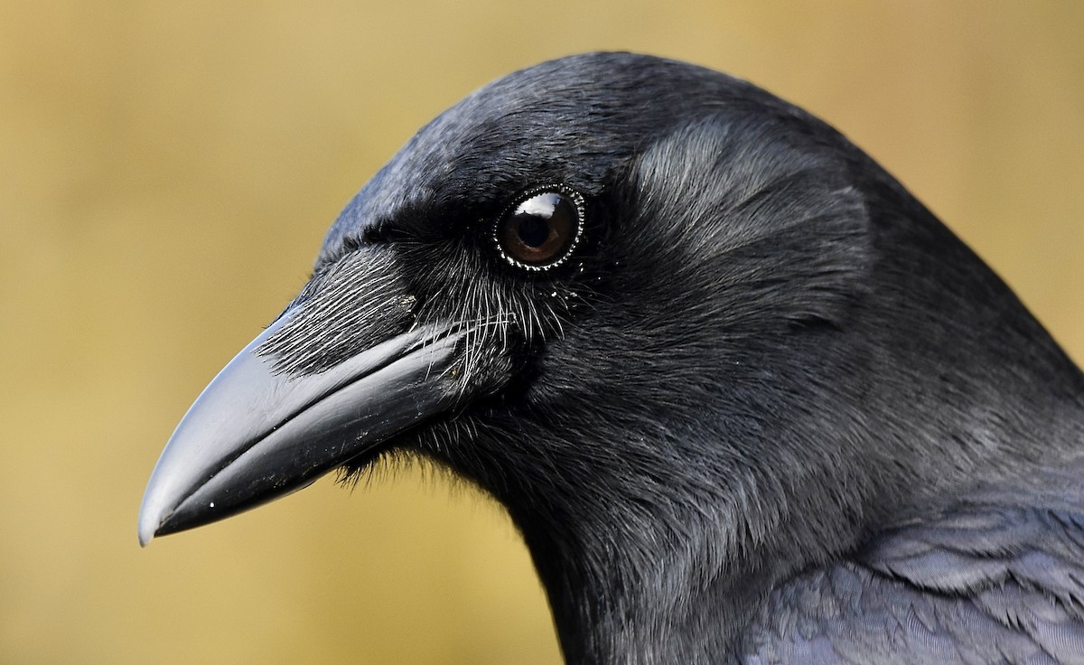 American Crow - Eva Bottelli