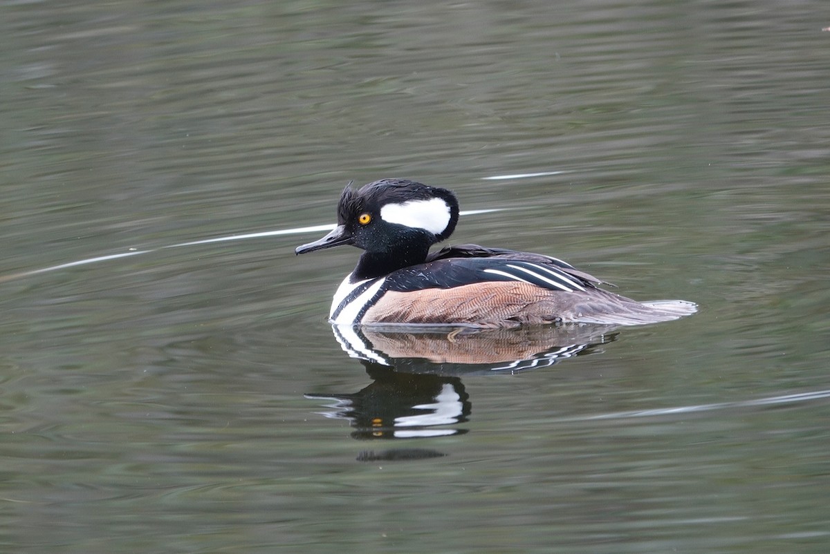 Hooded Merganser - ML612648053