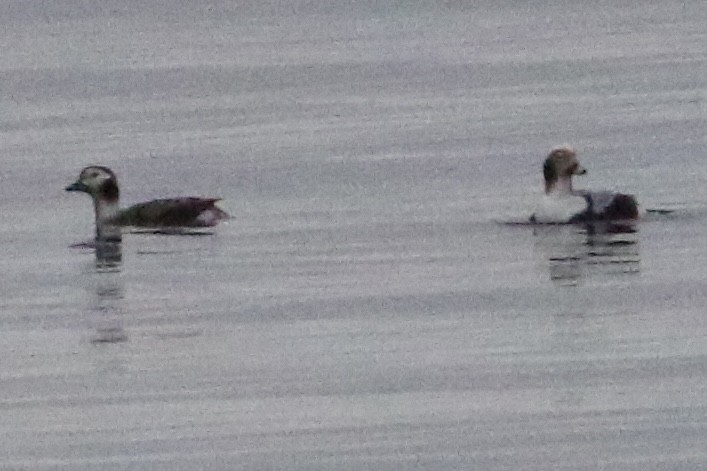 Long-tailed Duck - Danny Rottino