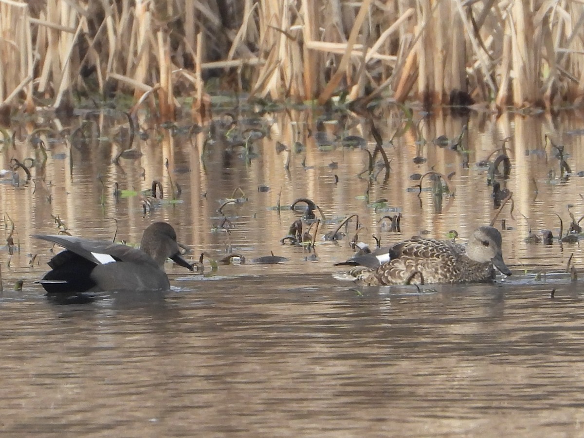 Gadwall - ML612648124