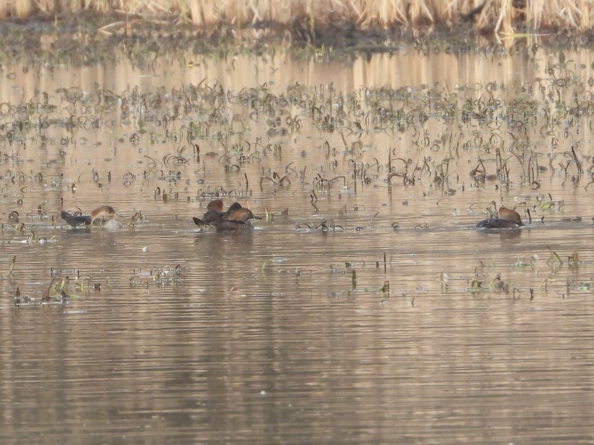 Hooded Merganser - ML612648137