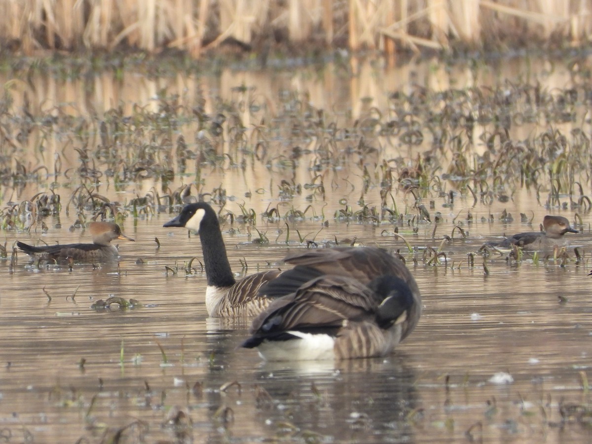 Hooded Merganser - ML612648138