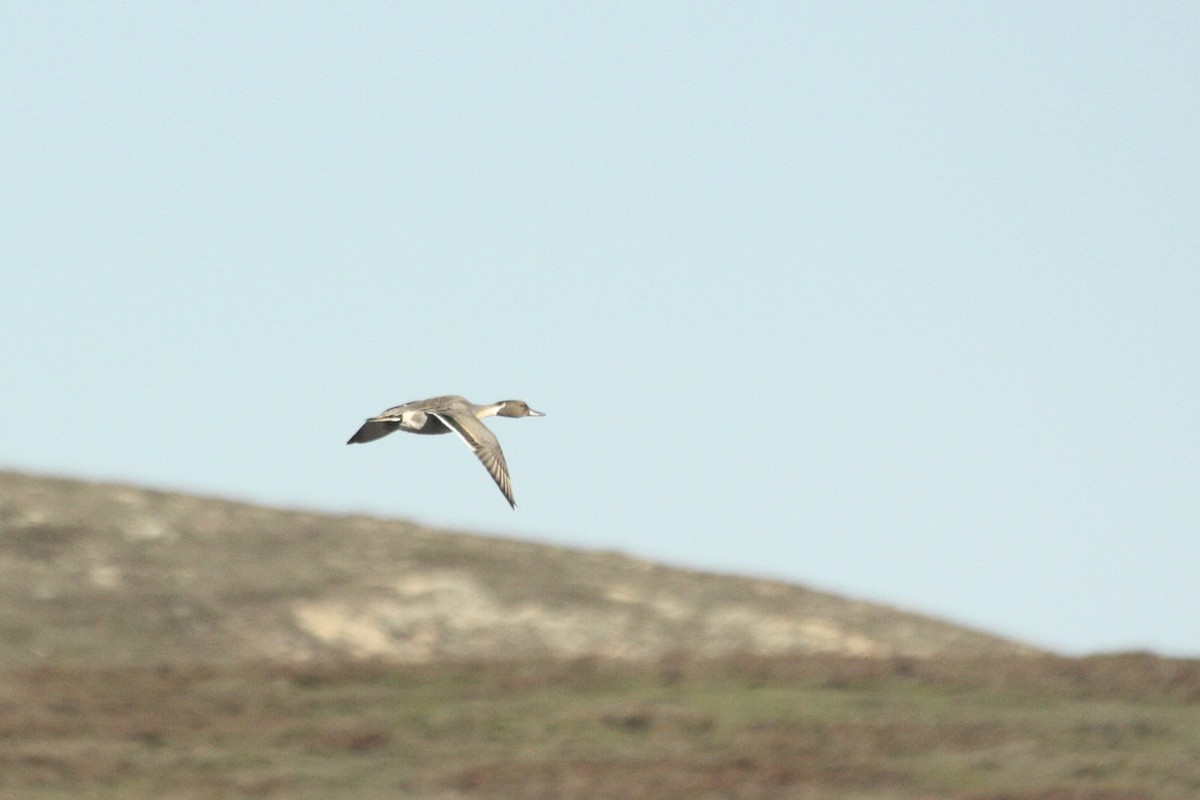 Northern Pintail - ML612648159