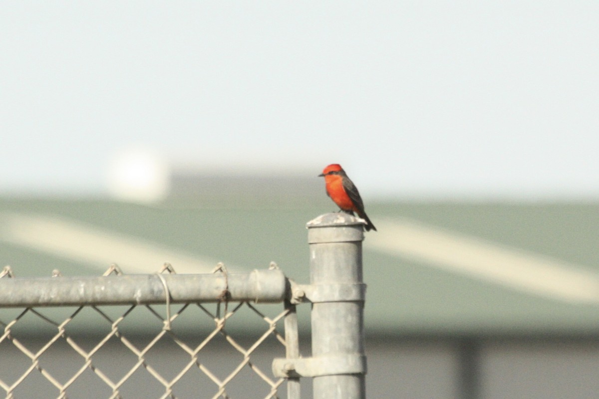 Vermilion Flycatcher - Nicolas Main