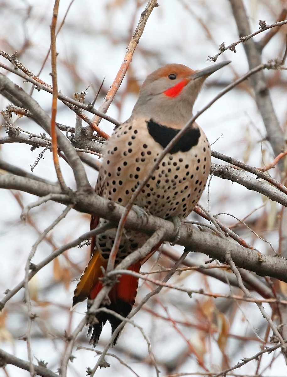 Northern Flicker - ML612648288