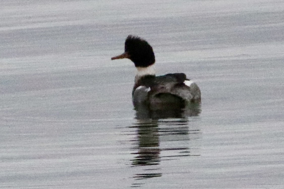 Red-breasted Merganser - ML612648295