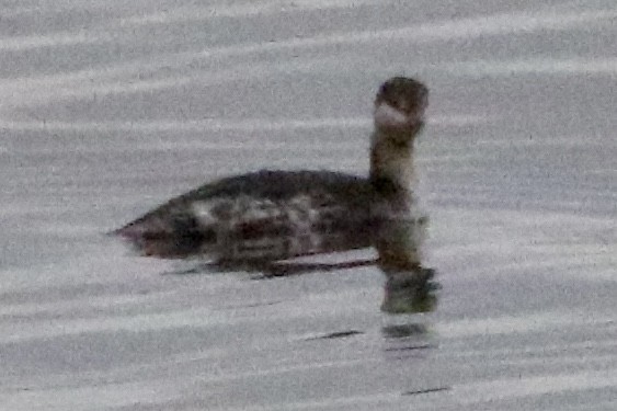 Horned Grebe - ML612648304