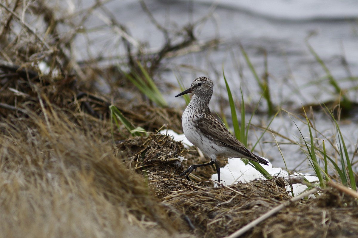 Weißbürzel-Strandläufer - ML612648313