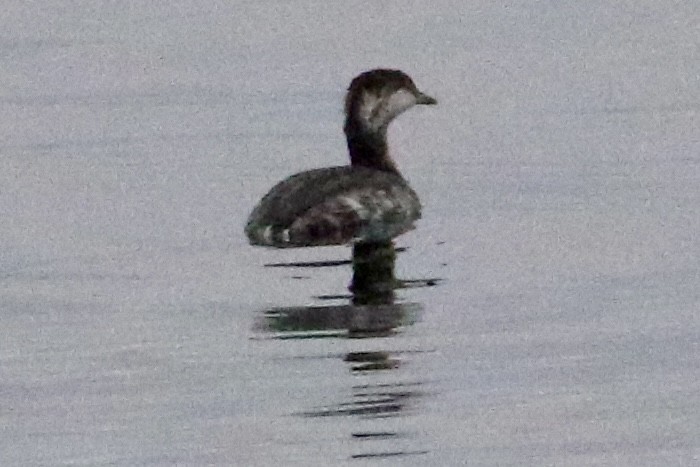 Horned Grebe - ML612648334