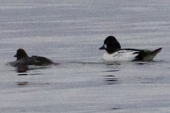 Common Goldeneye - ML612648355