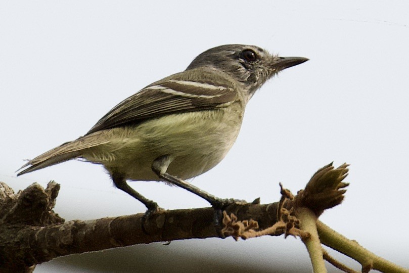 Plain Tyrannulet - ML612648357