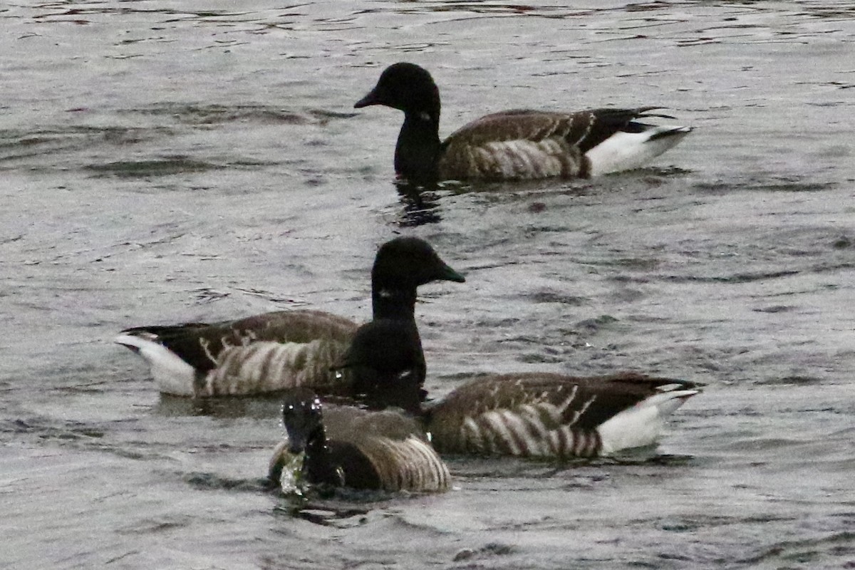 Brant - ML612648360