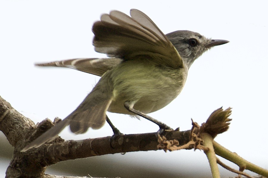 Plain Tyrannulet - Debbie Metler