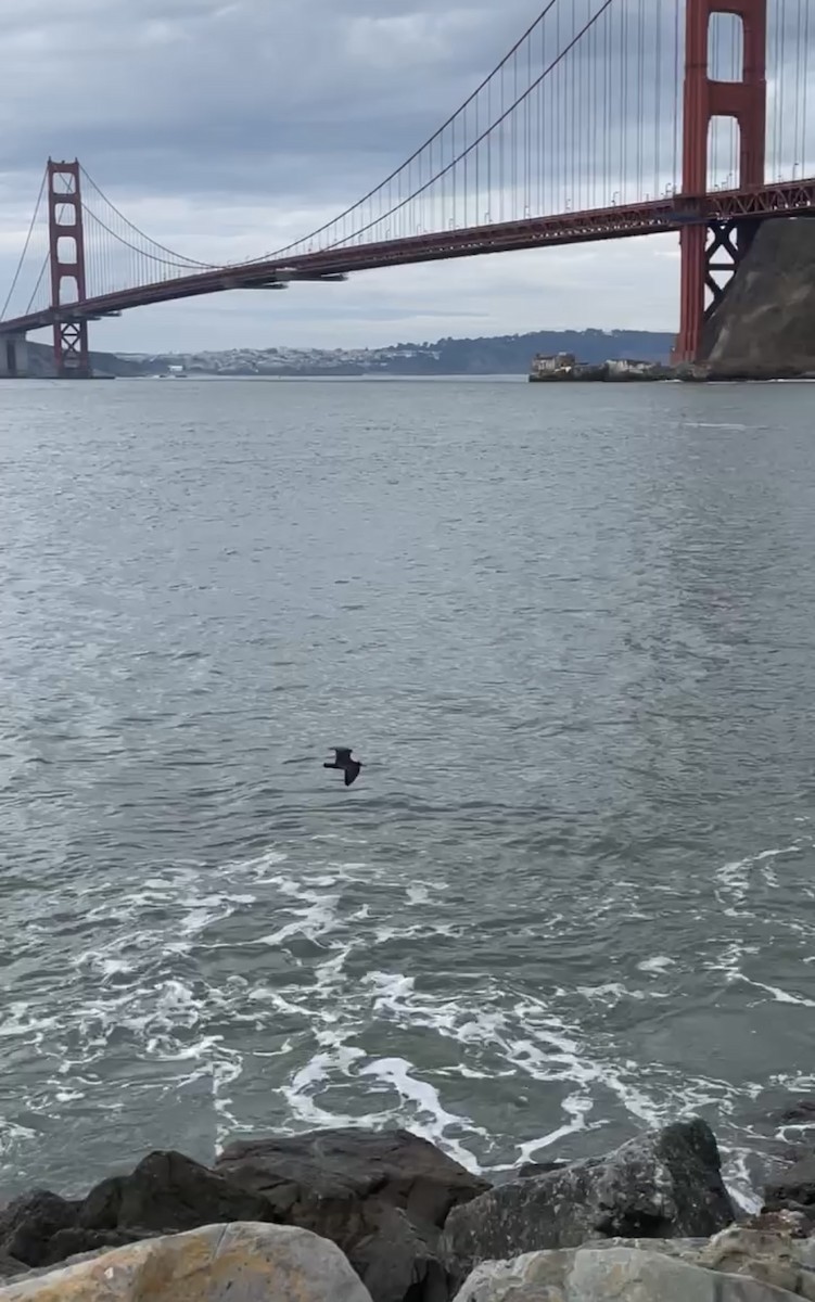 Black Oystercatcher - ML612648381