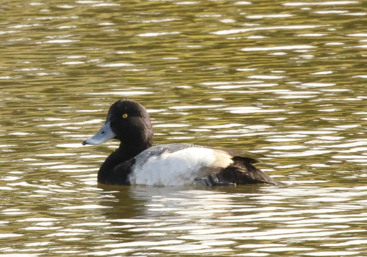Greater Scaup - ML612648435