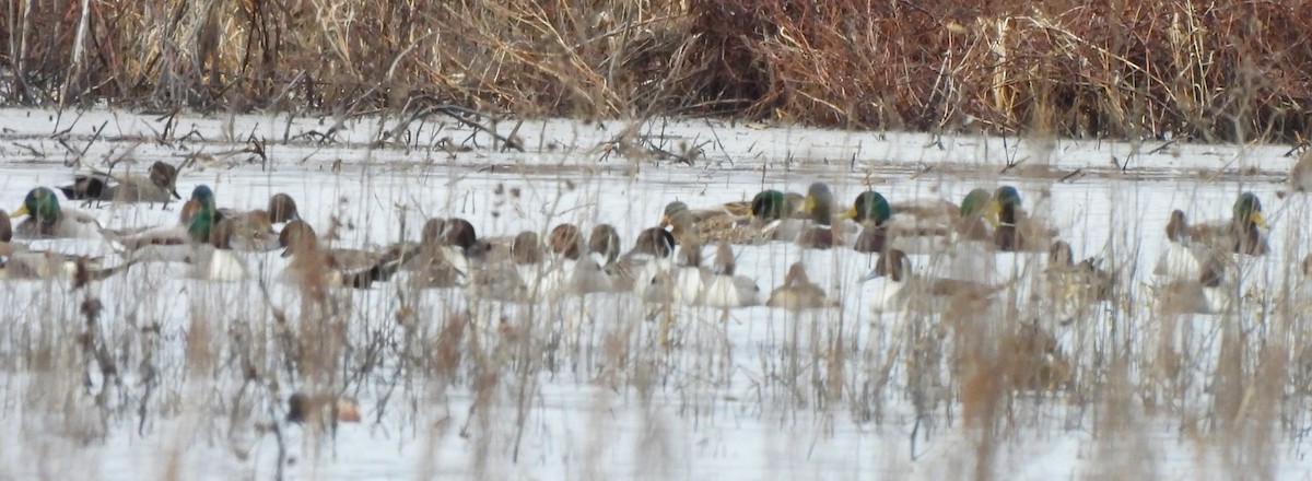 Northern Pintail - ML612648474