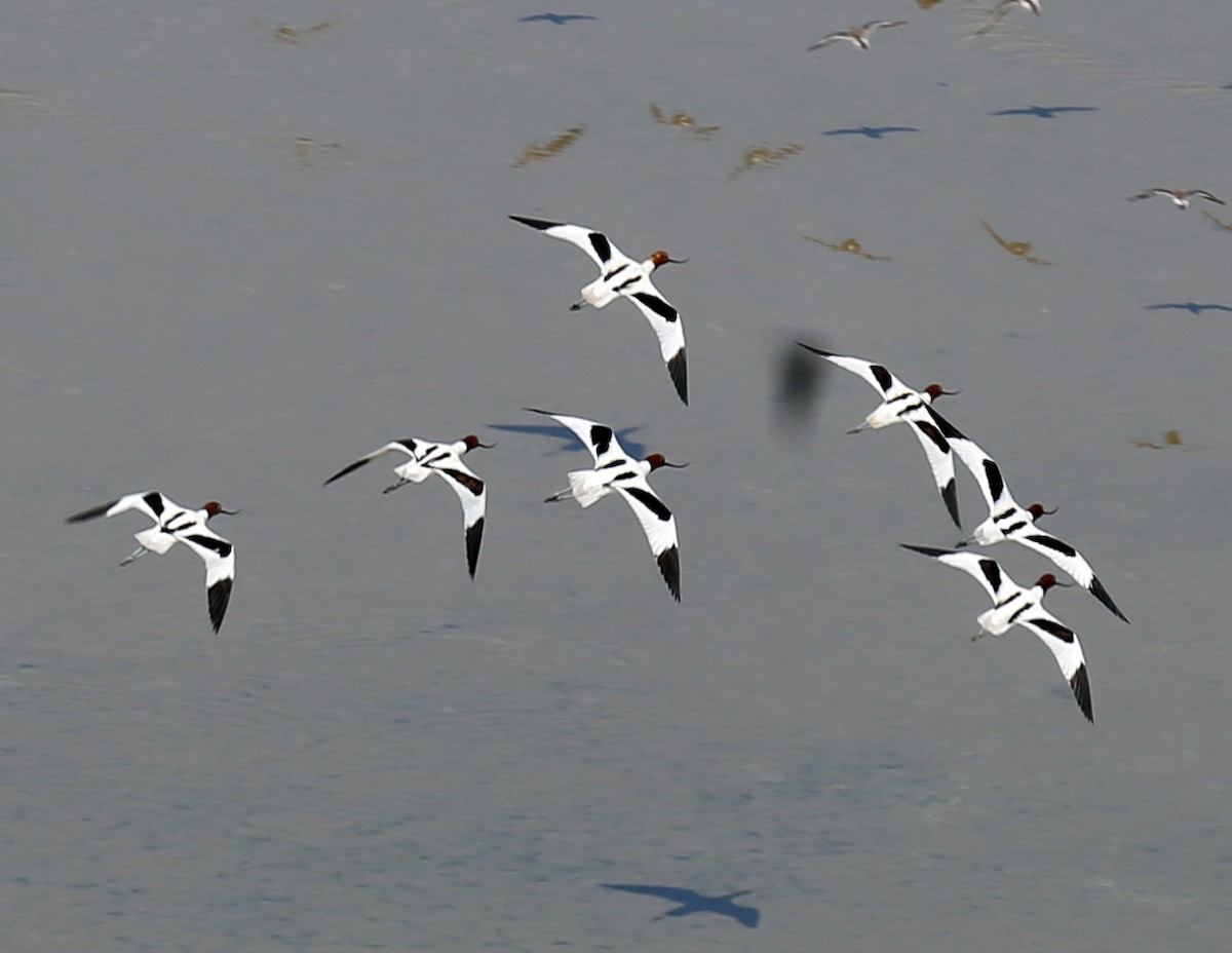 Avocette d'Australie - ML612648482