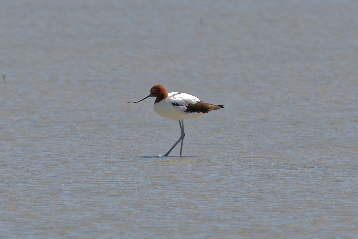 Avocette d'Australie - ML612648483