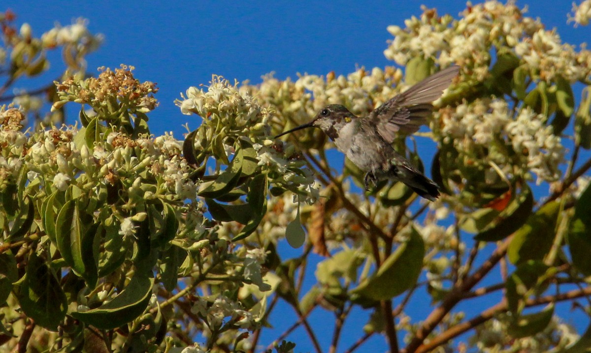 Colibri à gorge rubis - ML612648547