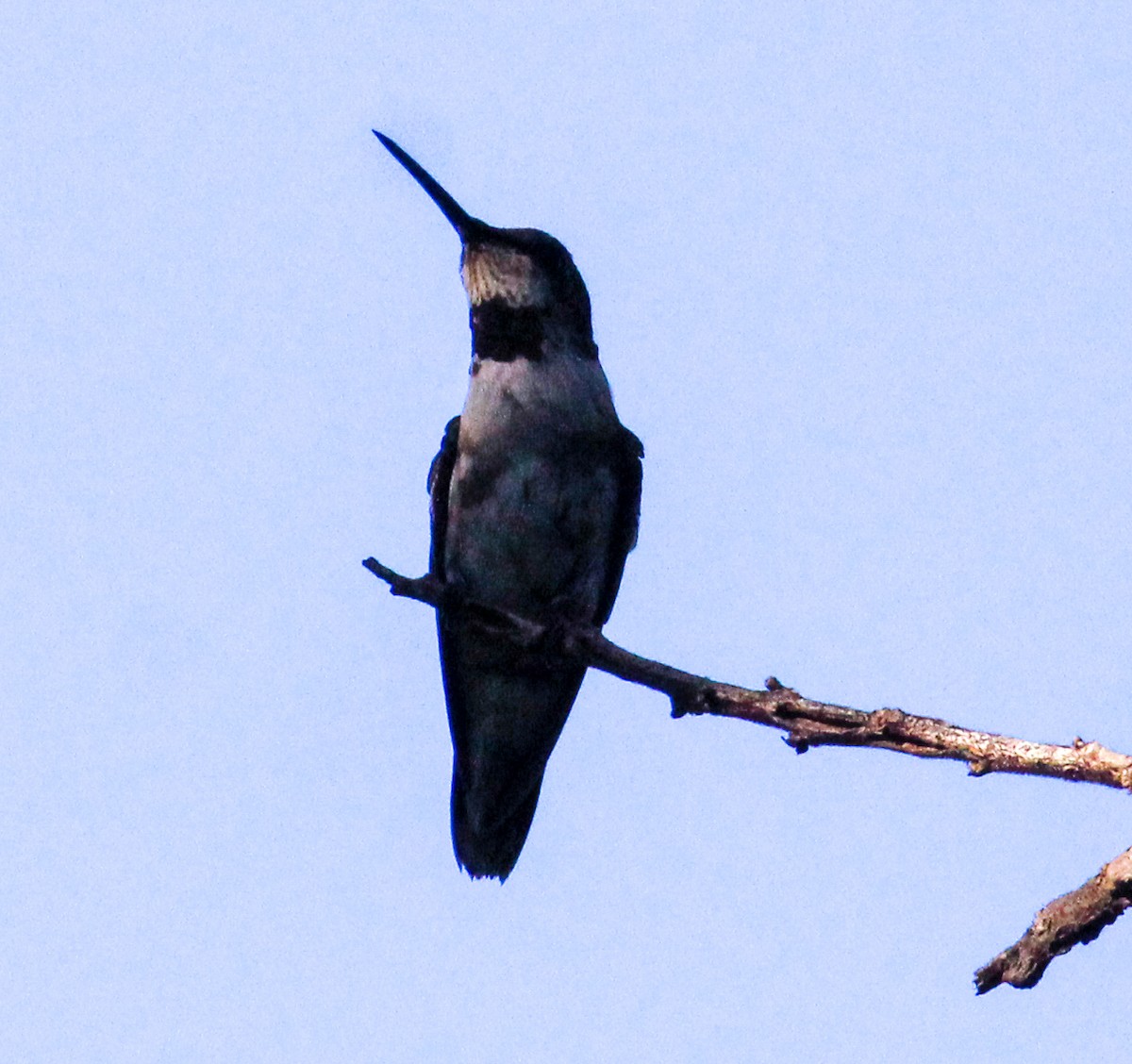 Ruby-throated Hummingbird - Jeffrey McCrary