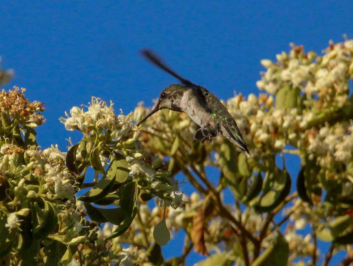 Colibri à gorge rubis - ML612648550